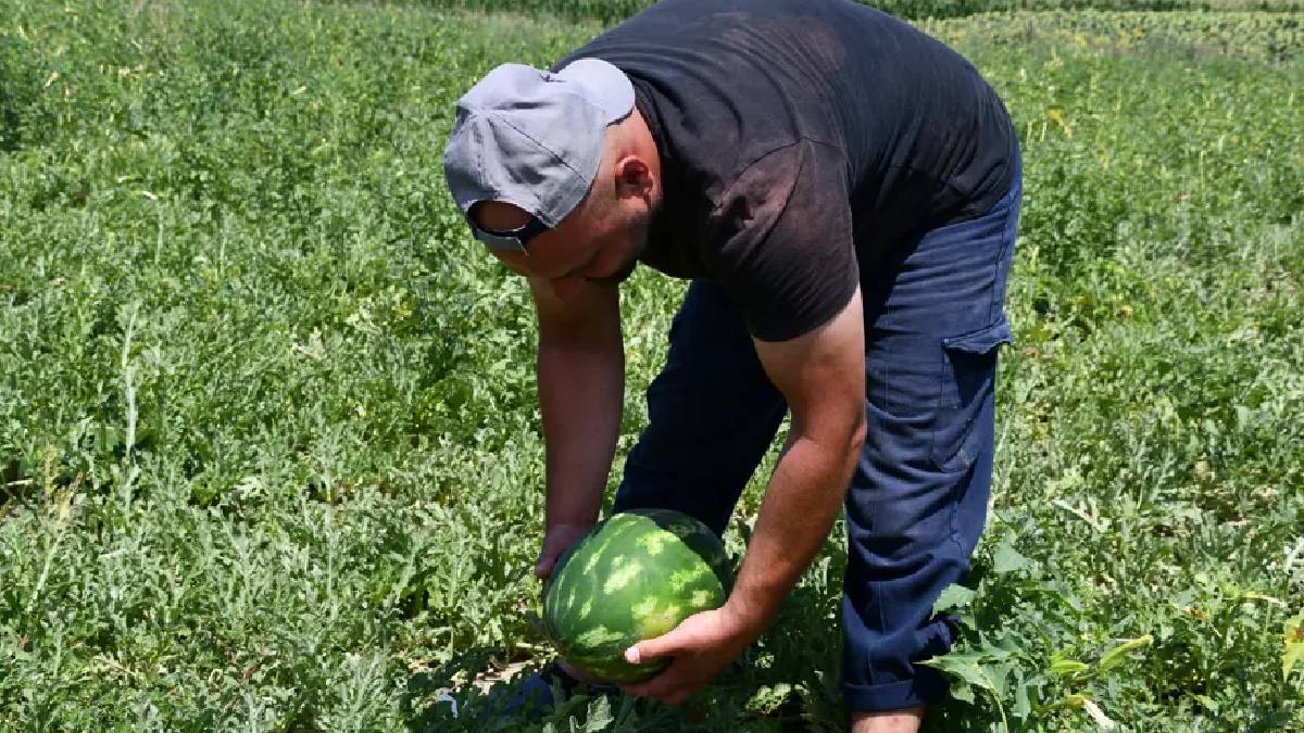 Bol sulu, eşsiz lezzetli! Kırklareli’nde hasat tek tek seçerek yapılıyor