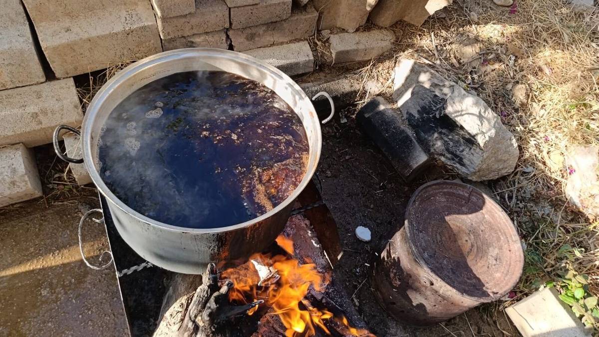 Kışın bereketi meşe ağaçlarına yansıdı! Meşe dallarından 5 saatte üretilen doğal şifa kaynağı