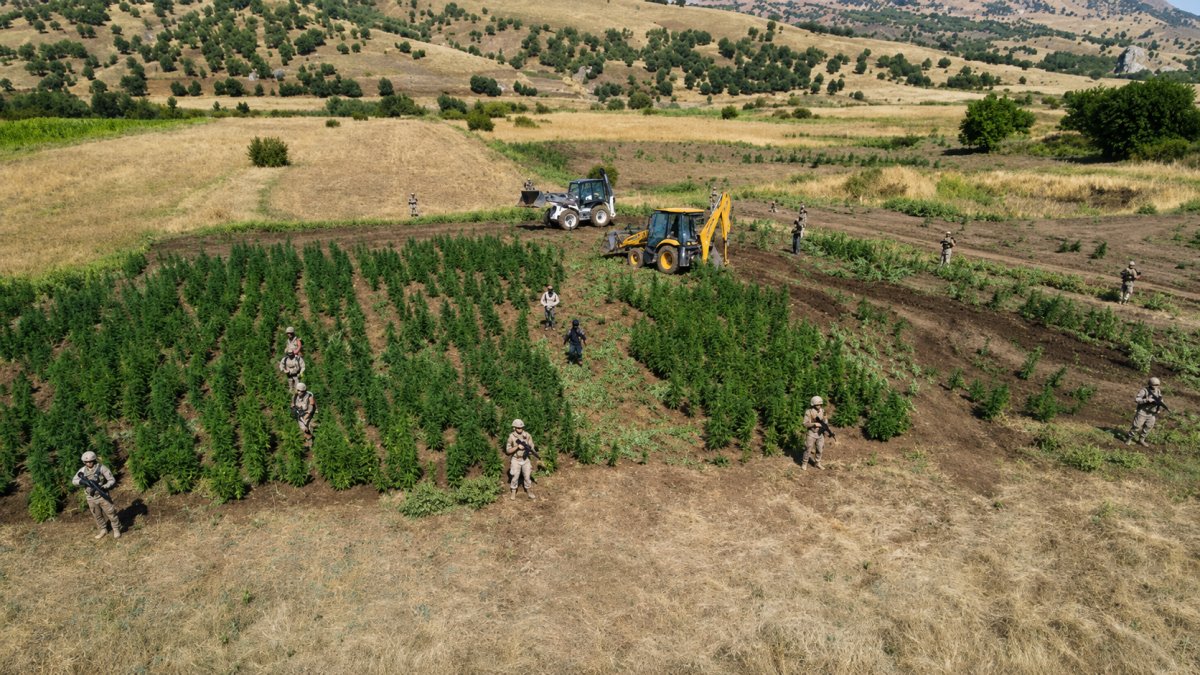 Diyarbakır'da yasa dışı kenevir operasyonu:  9,1 tonluk üretim engellendi