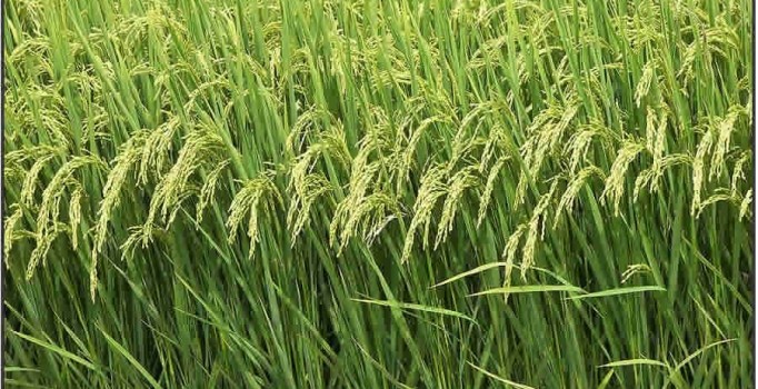 Çeltikte yüksek rekolte sevinci