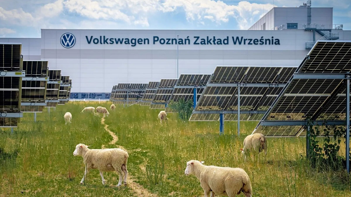 Çim biçme makineleri rafa kalktı: Volkswagen, fabrikasında yüzlerce koyun görevlendirdi