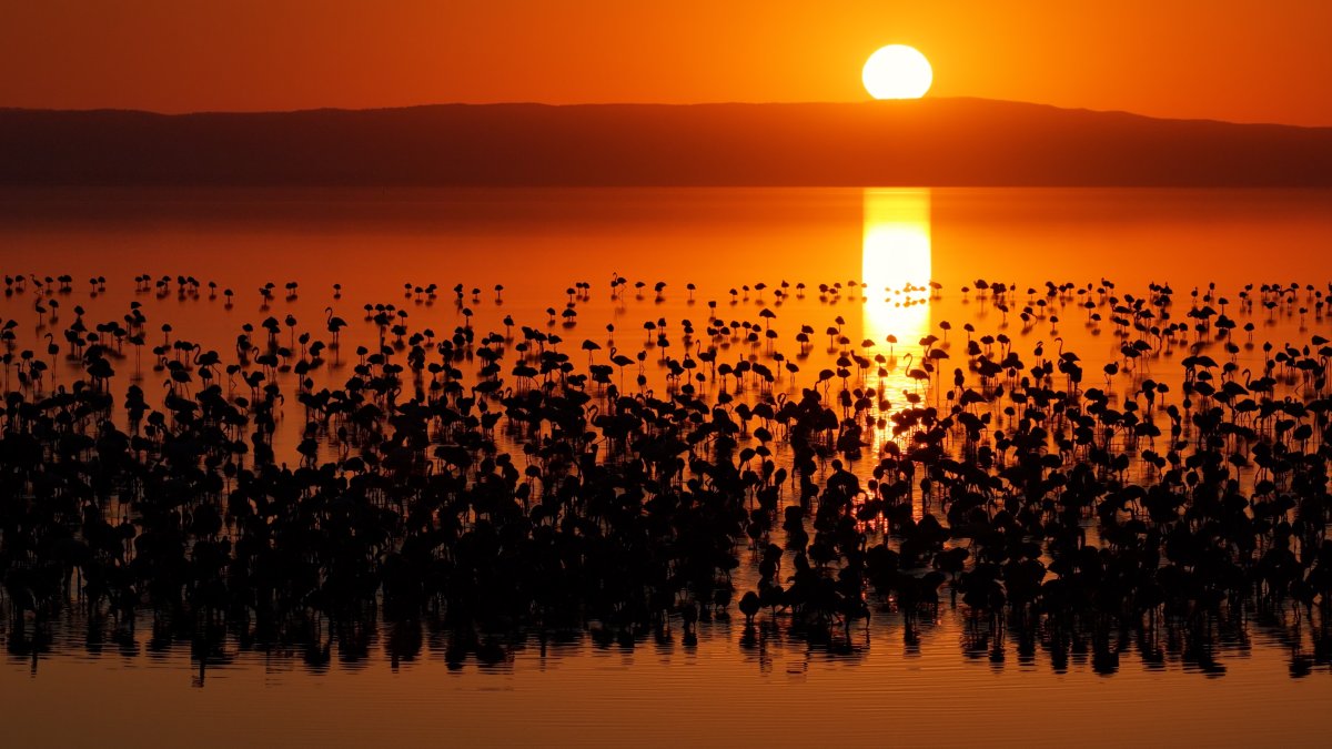 Tuz Gölü’nde son 5 yılın en yüksek flamingo yavrusu sayısına ulaşıldı