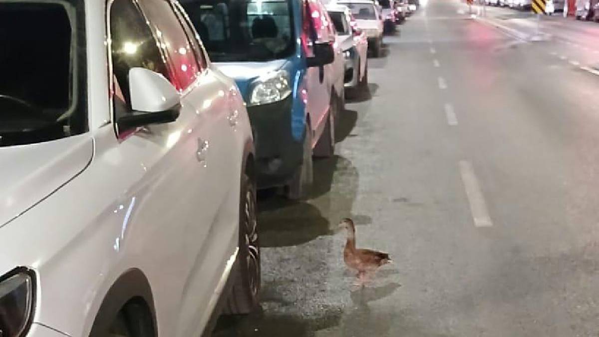 Zabıtadan yürek ısıtan kurtarma: Trafiği durdurup ördeği kurtardılar