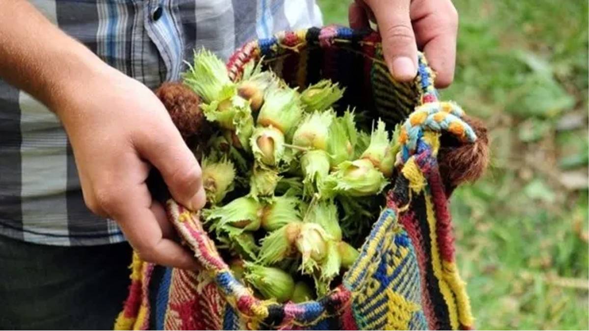 Fındık hasadı öncesi ortopedi uzmanından kritik uyarı: "Bahçeye girmeden önce hazırlık yapın!"