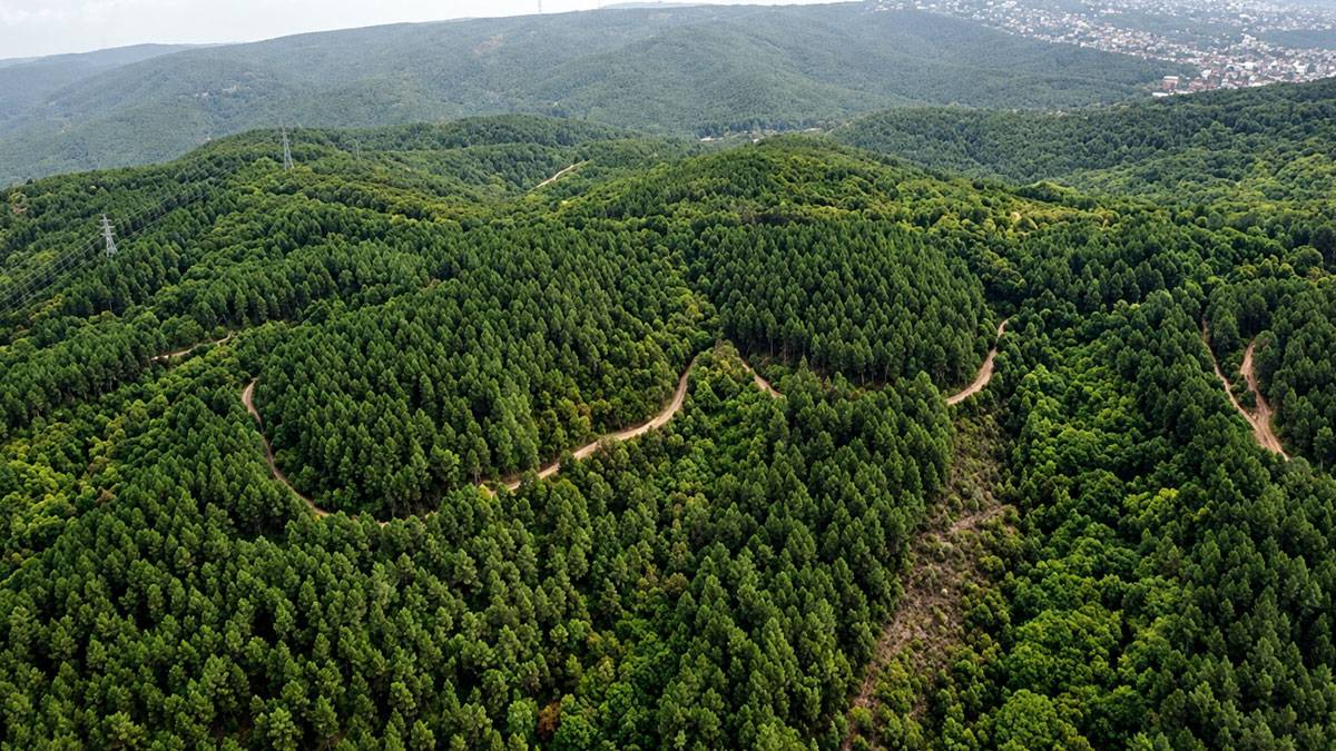 Siirt'te ormanlara giriş yasaklandı