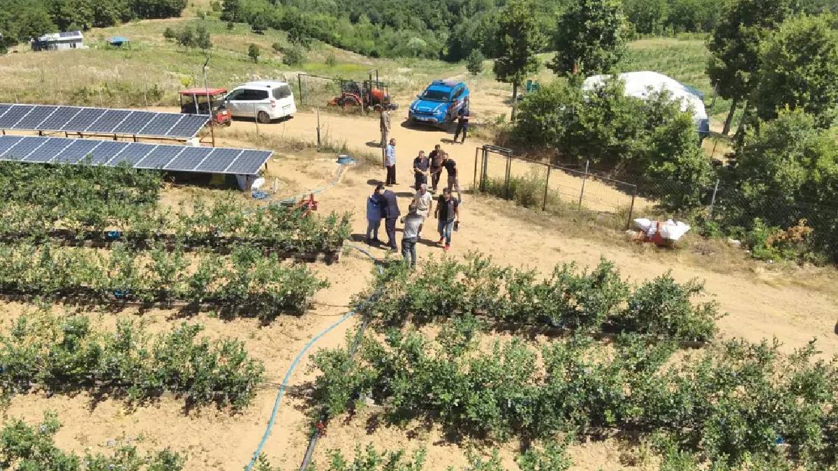 Arazisine ‘İşe yaramaz’ dediler o üretime geçti! Yılda tonlarca ürün almaya başladı