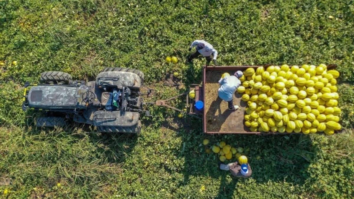 Ata tohumu üretimiyle dünyaya nam salıyor! Gün doğmadan başlayan hasat öğlene bitiyor