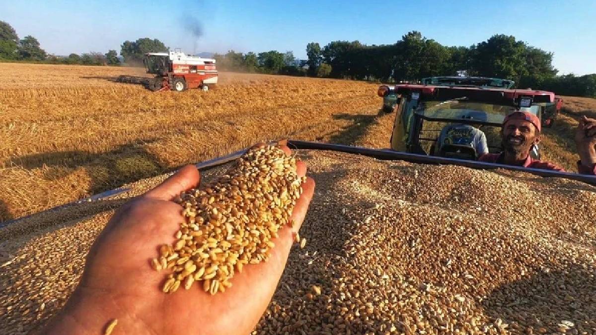Yüz güldüren hasatta sona gelindi!  11 milyonluk gelir dudak uçuklattı