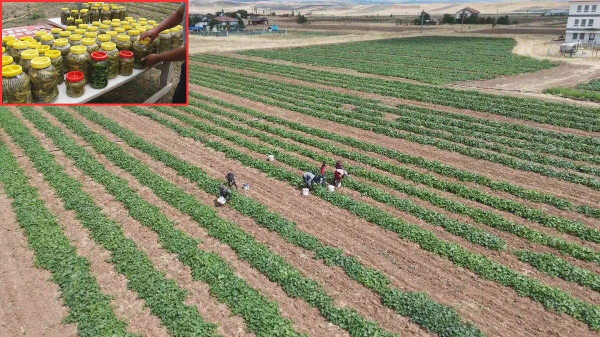 Ankara’da 100 tonluk hasat! Sadece Türkiye değil dünya mutfaklarına uzanıyor