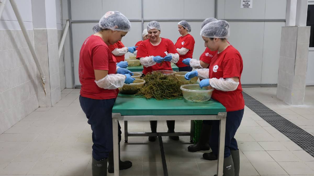 Topraktan Türkiye'nin sofrasına: efelerpazarı.com.tr ile Efeler'in yöresel ürünleri artık her yerde!