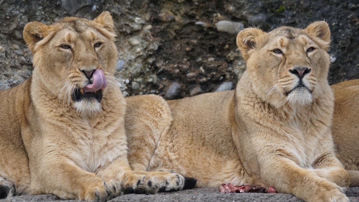 Japonya'da aşırı sıcaklar nedeniyle 3 aslan öldü