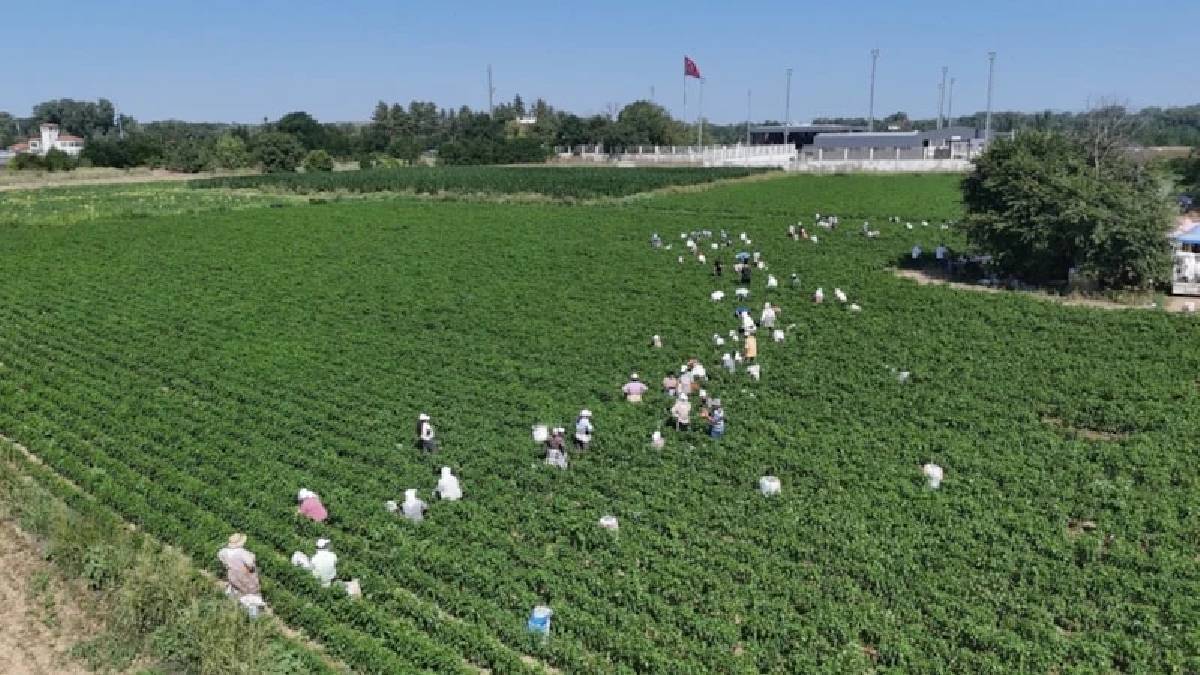 Dönüme 6 tonluk dev üretim! Kilosu 15 TL’den yok satıyor