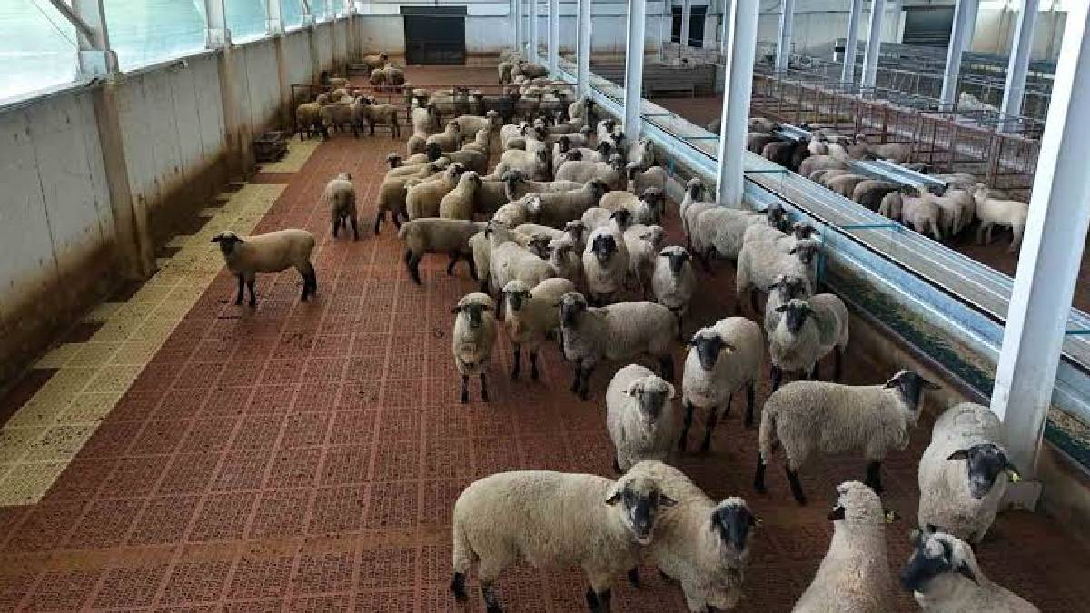 4 yıllık bilimsel çalışma sonuç verdi! Kastamonu’da 55 koyundan 100’den fazla kuzu alındı