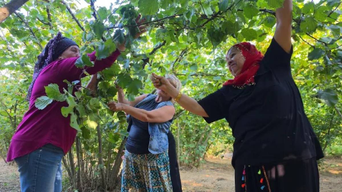 Fındık bahçeleri meyveyle doldu! Düzce’de imece usulü hasat başladı
