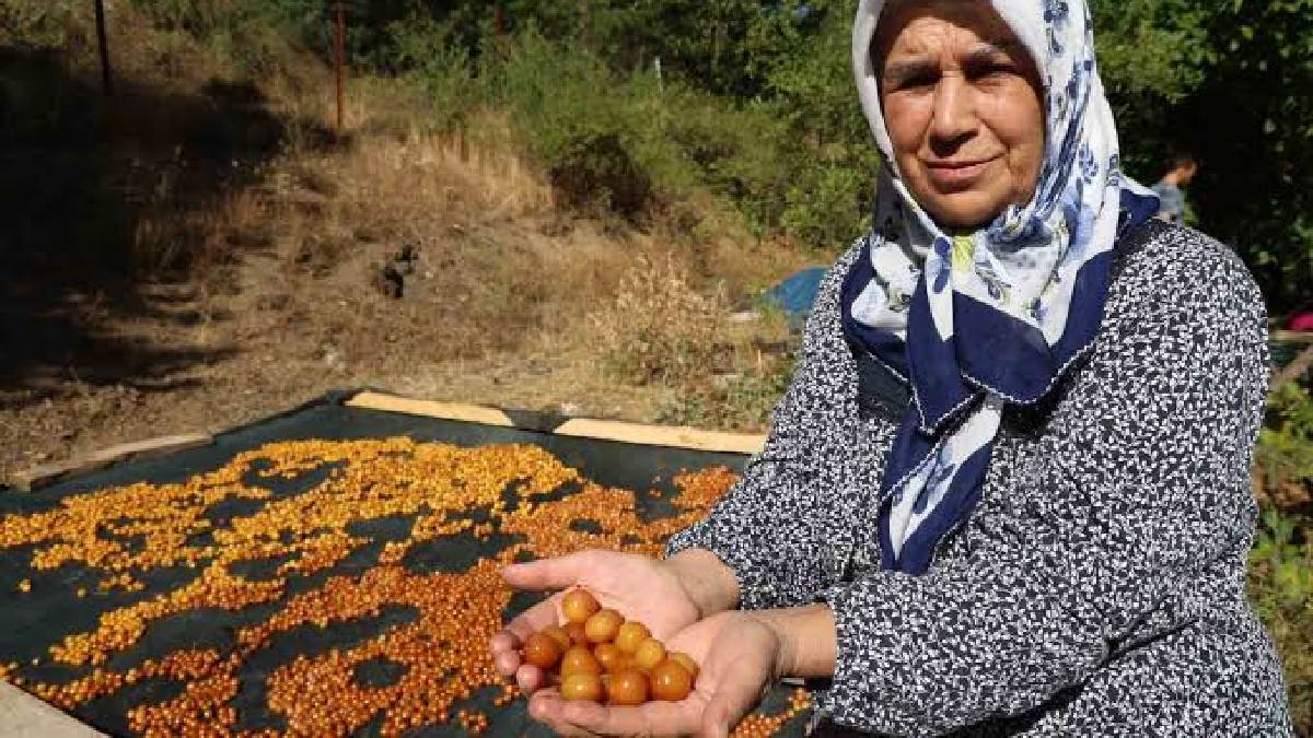 Kirazda bolluk yılı ürünleri elde bıraktı! Satılamayan kiraz çöpe gitmiyor çereze dönüşüyor