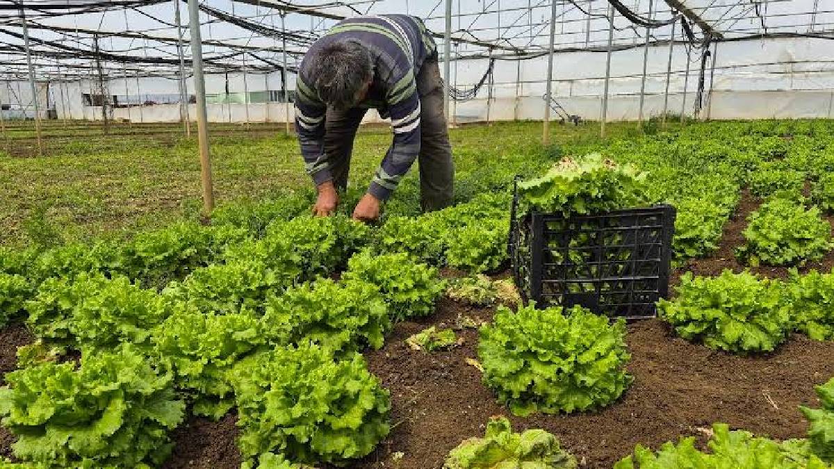 Yaz bitmeden bu tohumları toprakla buluşturun! Ağustos ayında ekilmesi gereken sebzeler