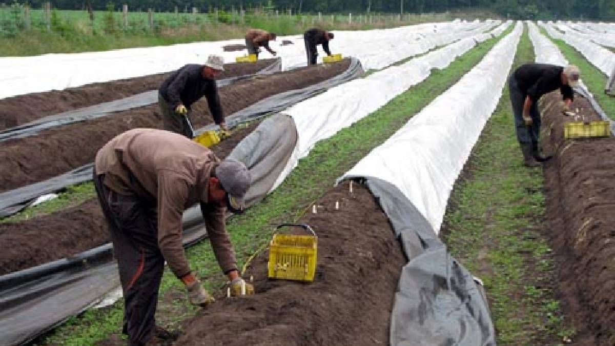 Maliyeti düşük, pazarı yüksek! Bir defa diken 20 yıl aralıksız hasat yapıyor