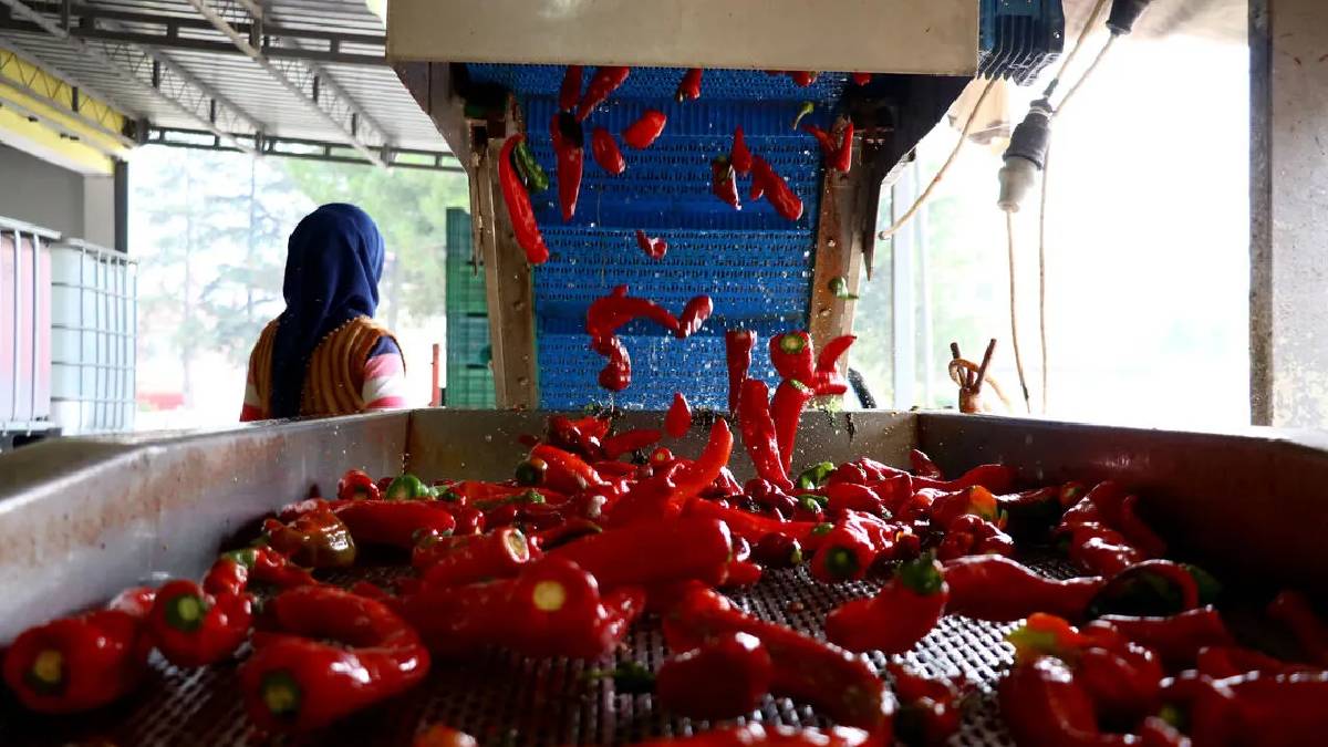 Üretimi Bursa’da yapılıyor, Hollanda havada kapıyor! 500 ton ihraç edilecek