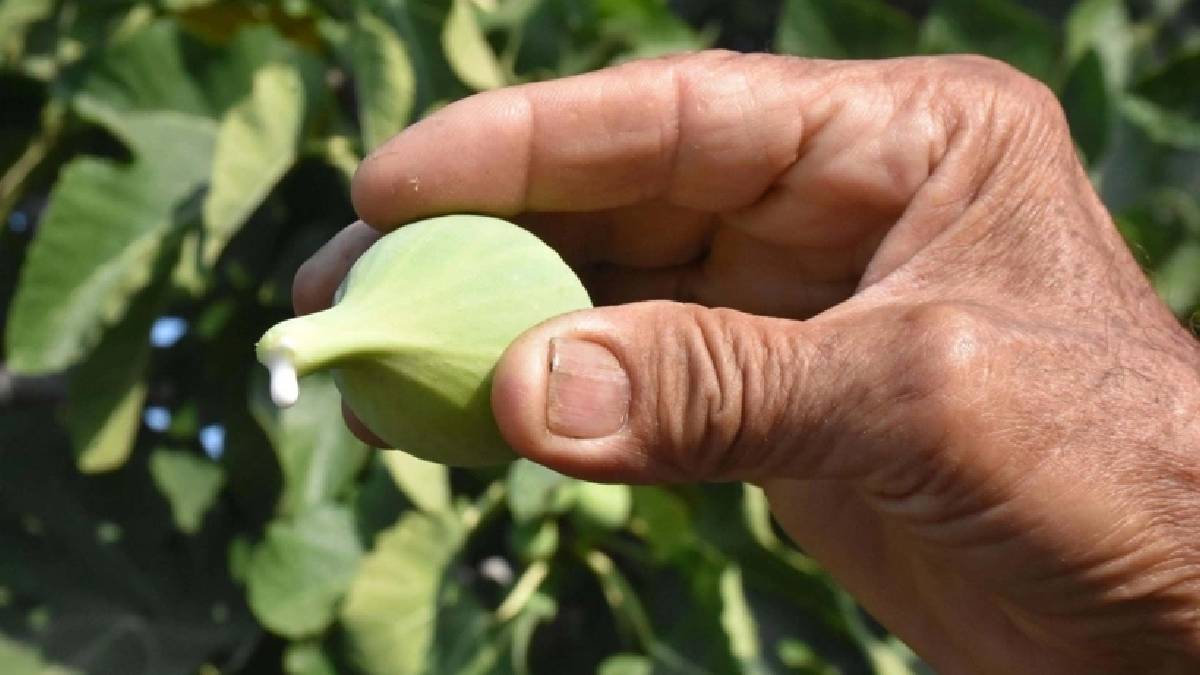 Poyraz lezzetine lezzet katıyor! Günde 10 ton hasat ediliyor, kilosu 250 TL’den satılıyor