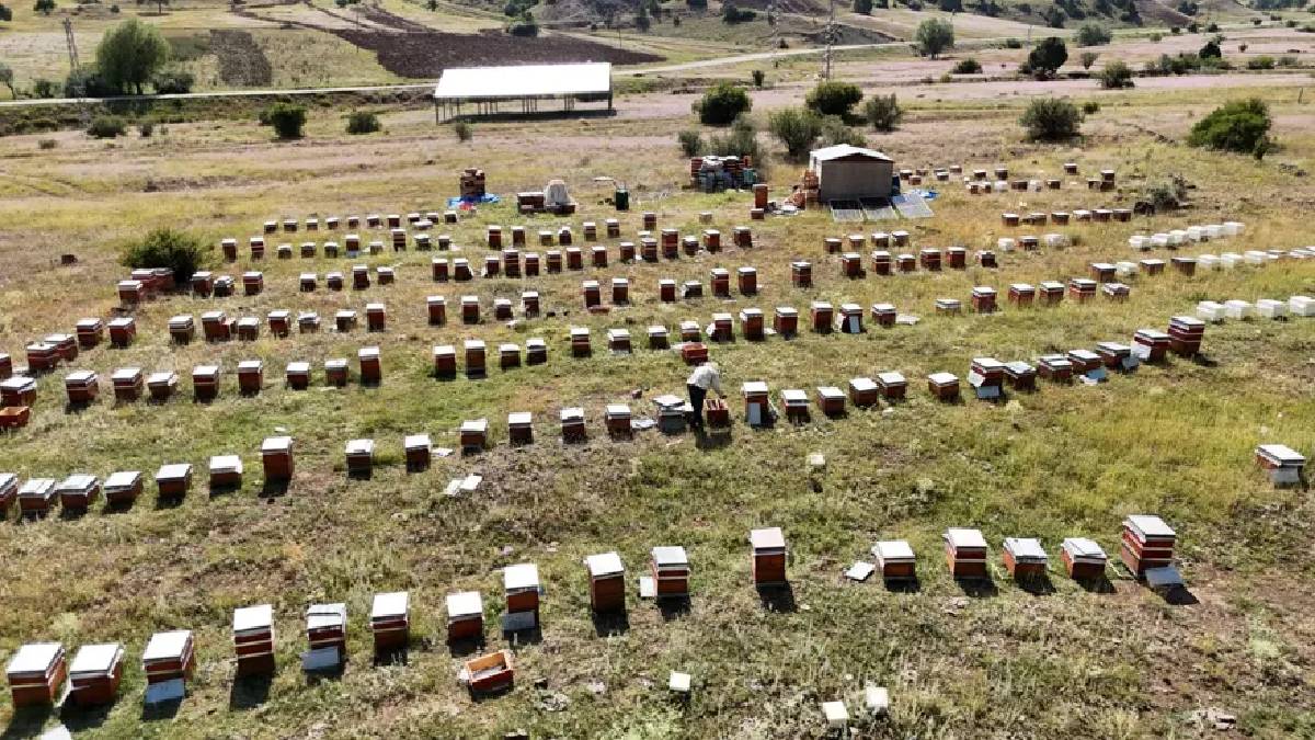 3 tonluk hasat için bismillah denildi! Hem doğal hem de kaliteli üretiliyor