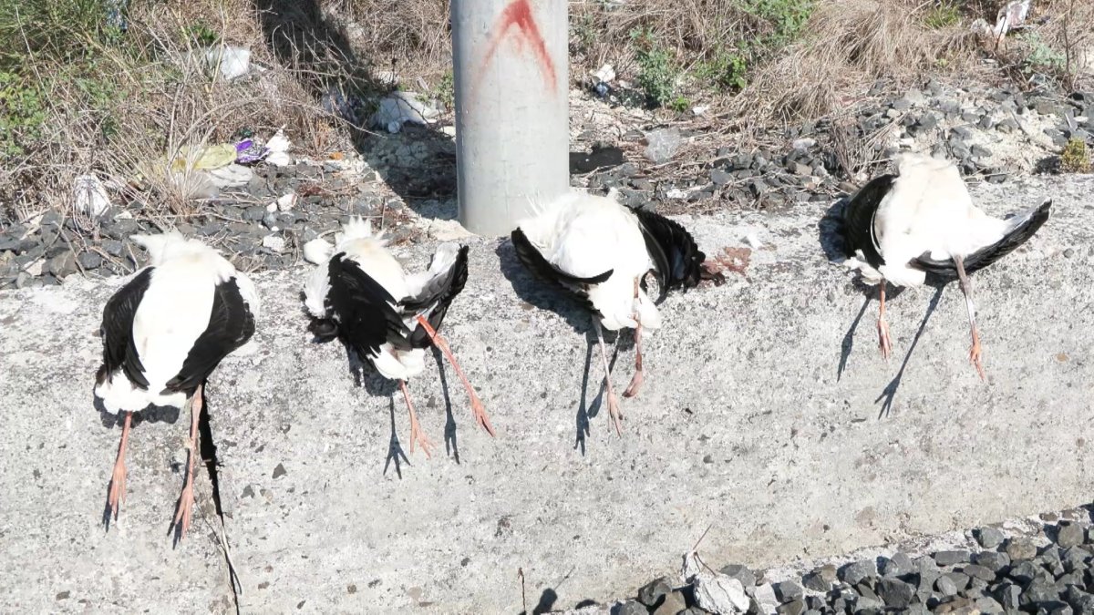 Göç yolundaki 52 leylek elektrik akımına kapılarak öldü