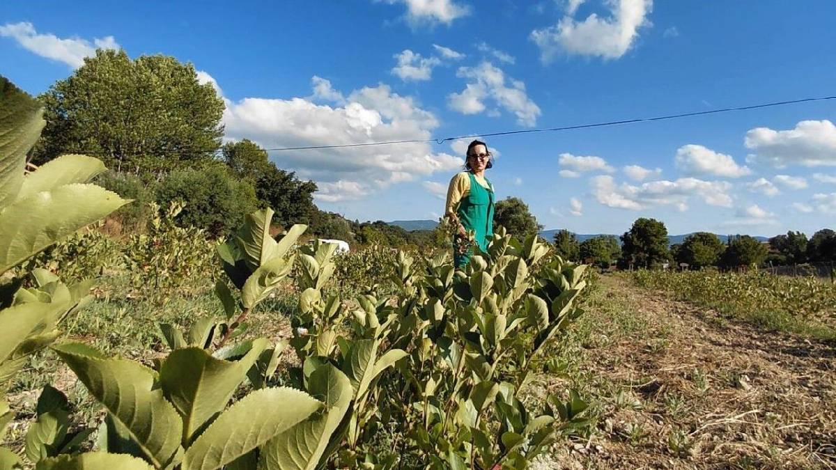 3.500 kök dikti ilk meyvelerini aldı! Kilosu 750 TL’den alıcı buluyor