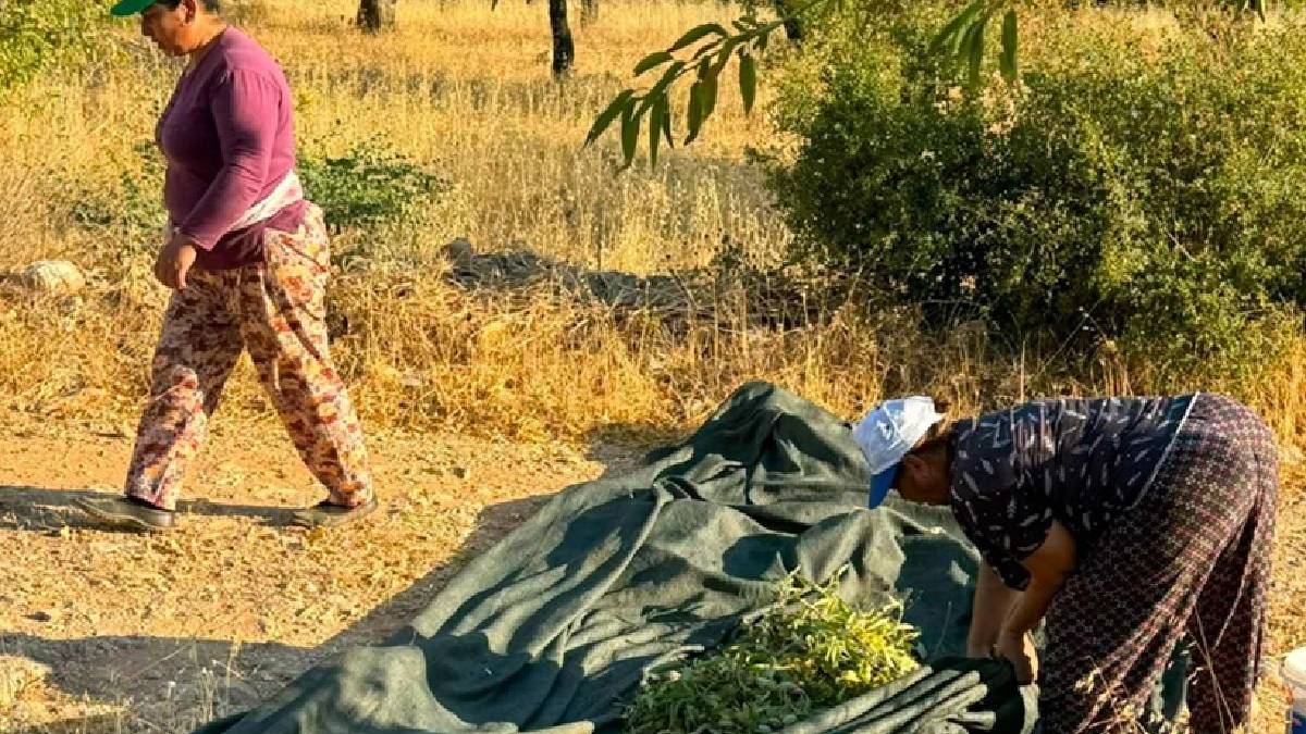 Datça’da tescilli hasat başladı! 40 derece sıcakta alın teri dökülüyor
