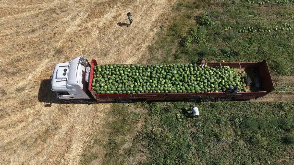 193.390 tonluk hasat başladı! Muş’tan toplanıp tüm Türkiye’ye yollanacak