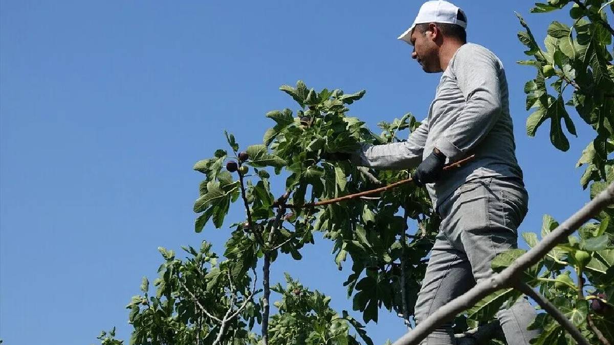 Yılda 700 ton ürün alınıyor! Siyah incirde beklenen hasat başladı