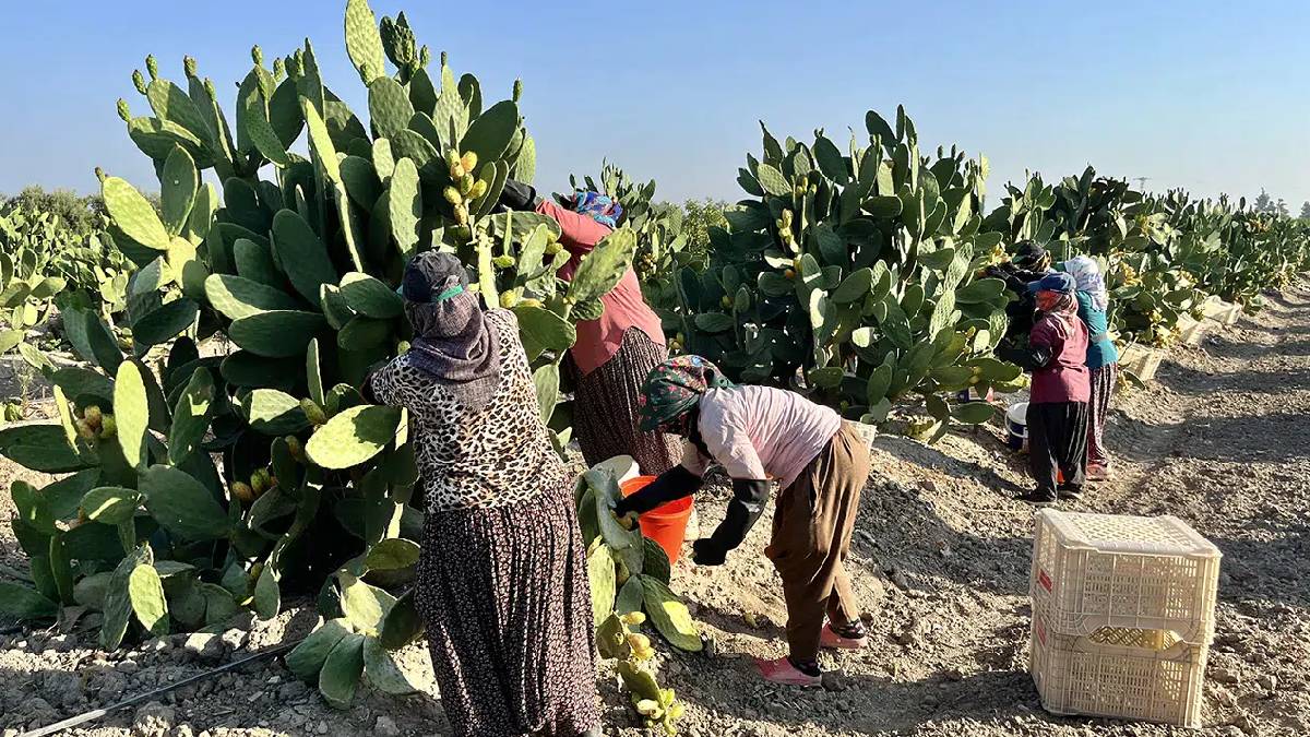 Toplarken eziyet, soyarken çile çektiriyor! Dönüme 1 tonluk hasat