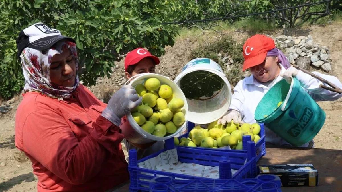Hasat sabah 5’te başlıyor, 30 bin ton ürün alınıyor! ‘Son yılların en bereketli hasadı’