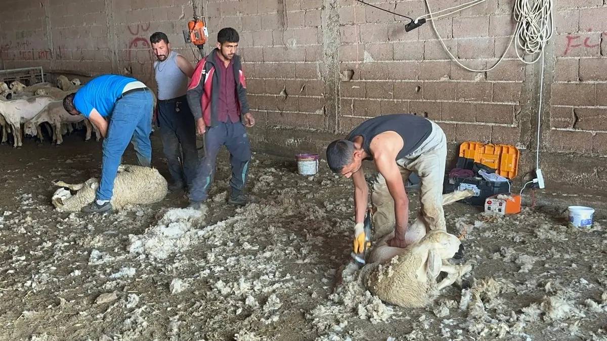 Yaz ayı onlar için servet kapısı oluyor! Aylık kazançları 750.000 TL’yi geçiyor