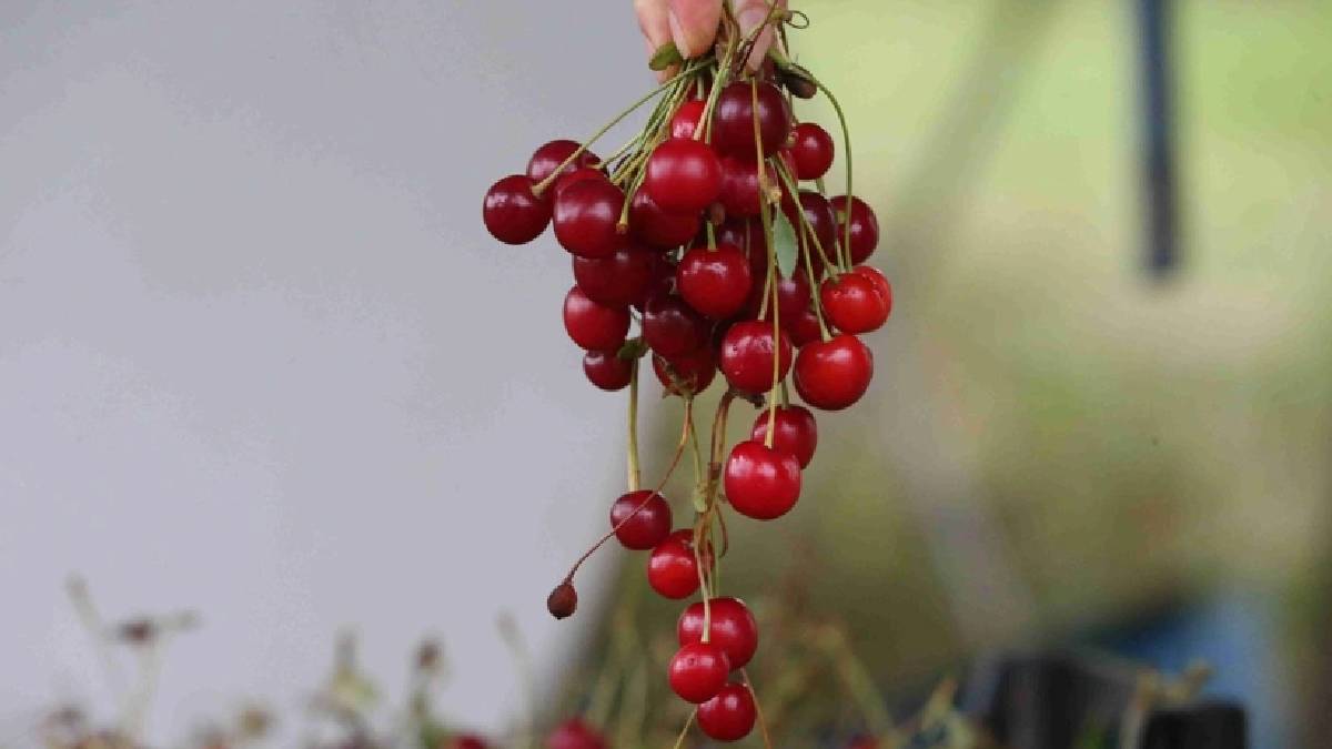 6.500 tonluk hasatta hız kesilmiyor! Fabrikalar ürünleri dört gözle bekliyor
