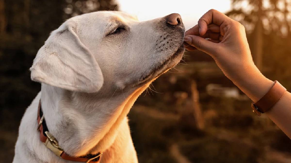 Köpeklerin duygu algısı şaşırttı: İnsanların korkusunu öfkeden ayırabiliyorlar