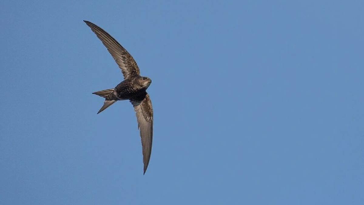 10 ay karaya ayak basmıyor, uyurken bile uçuyorlar! Gökyüzünün efendileri yaşam döngüsüyle şaşırtıyor