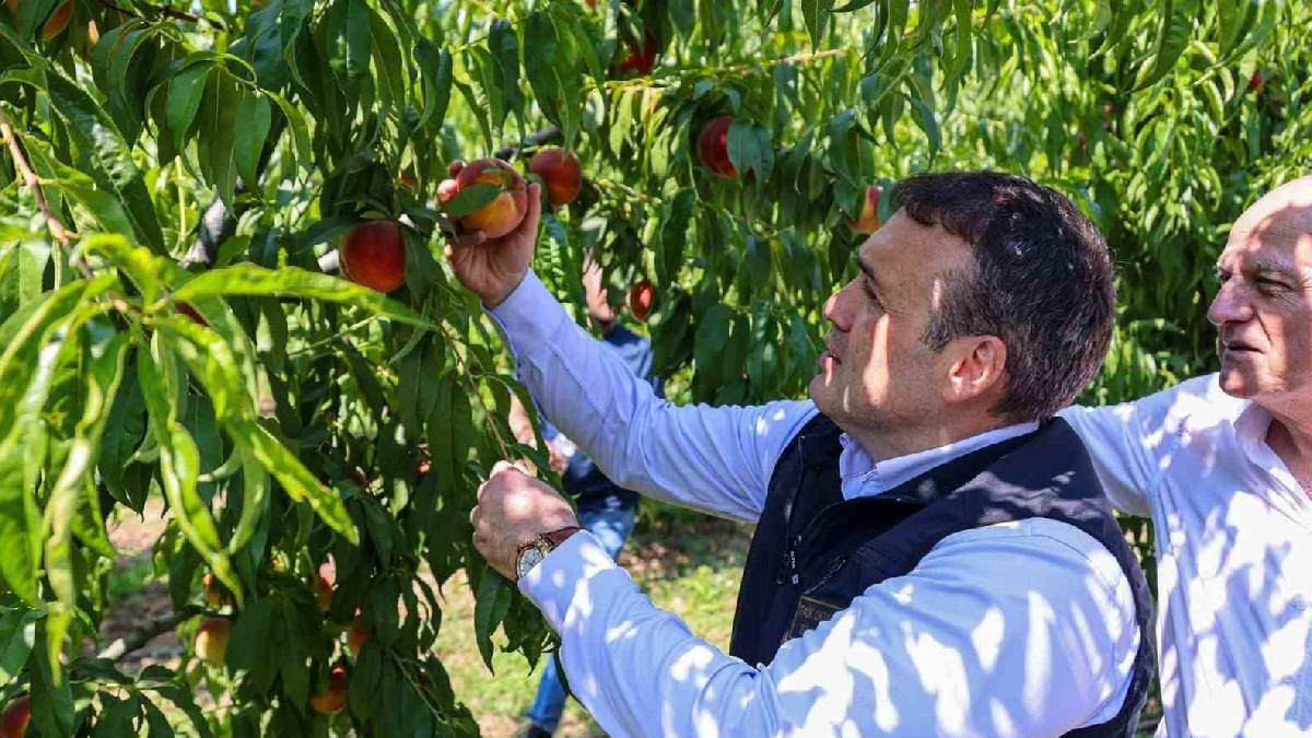 63.489 tonluk hasat başladı! Dalından toplanacak, tamamı yurtdışına gönderilecek