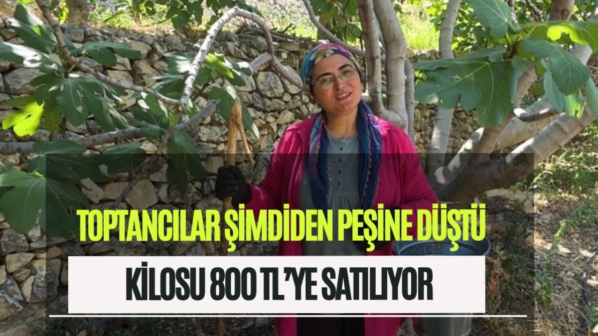5 kilodan sadece 1 kilo çıkıyor ama servet kazandırıyor: Kilosu 800 TL'ye fırladı