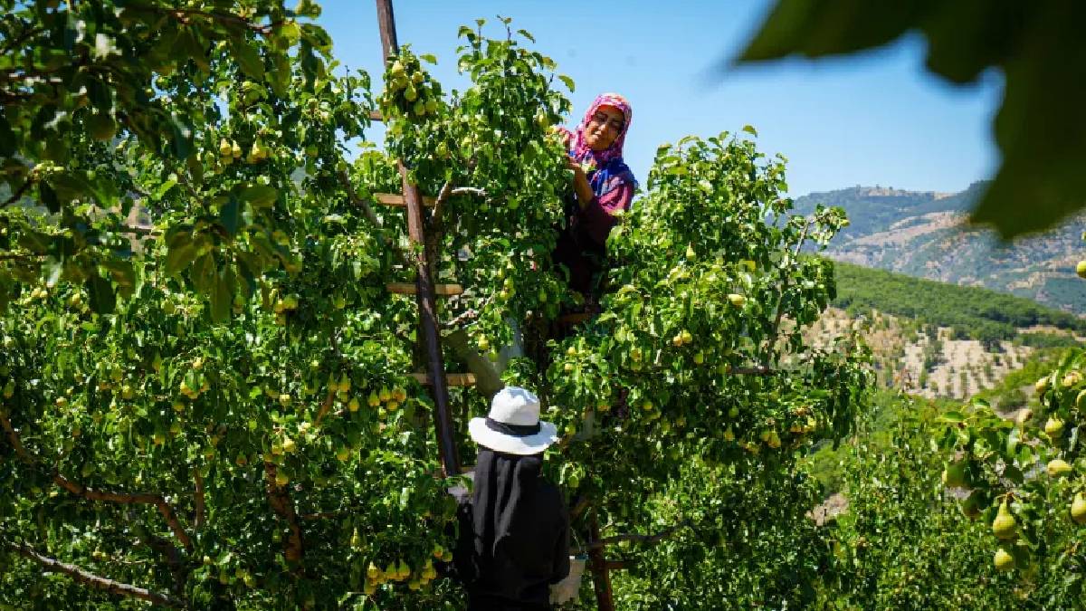 Ankara’da beklenen hasat başladı! 200 ton rekolte umuduyla tek tek toplanıyor