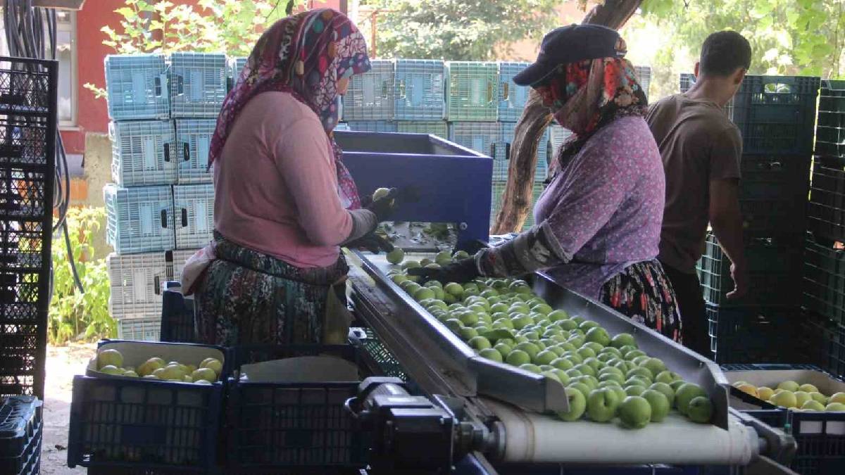 10.000 ton üretim hedefleniyor! Tescilli ‘Bayramiç Beyazı’nda hasat başladı