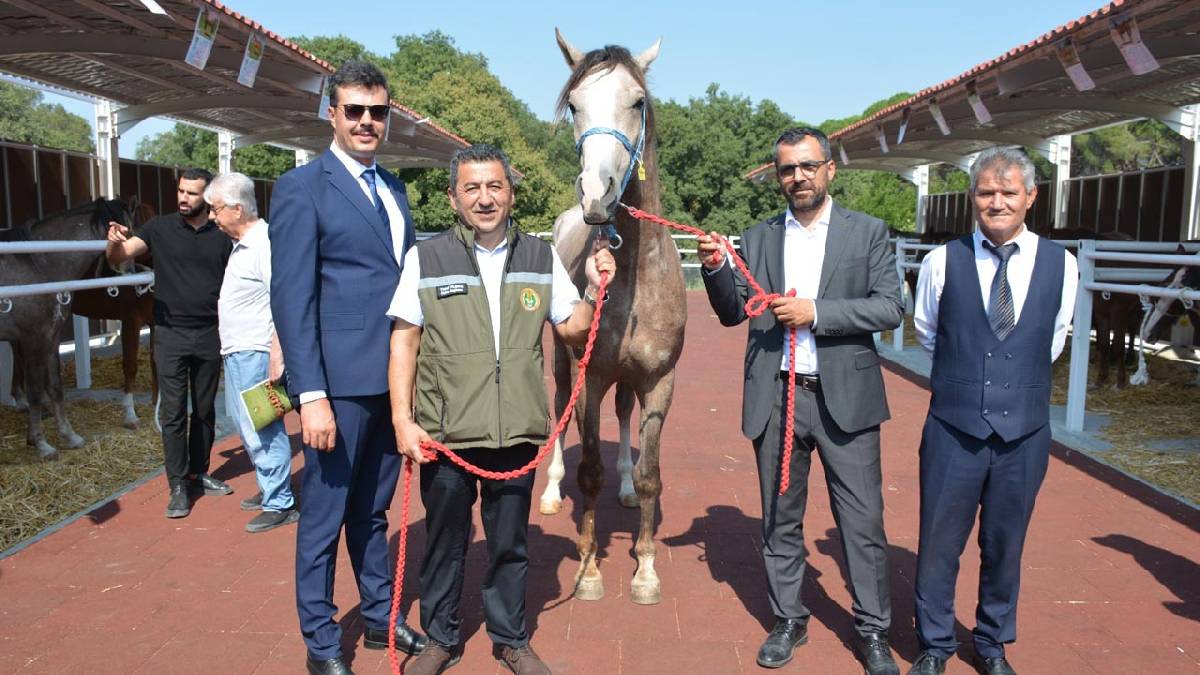 Karacabey TİGEM’de Arap tayları 27,5 milyon liraya satıldı