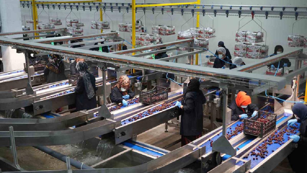 Lezzeti gece-gündüz sıcaklık farkından geliyor! Avrupa ve Dubai’ye ihracat mesaisi başladı