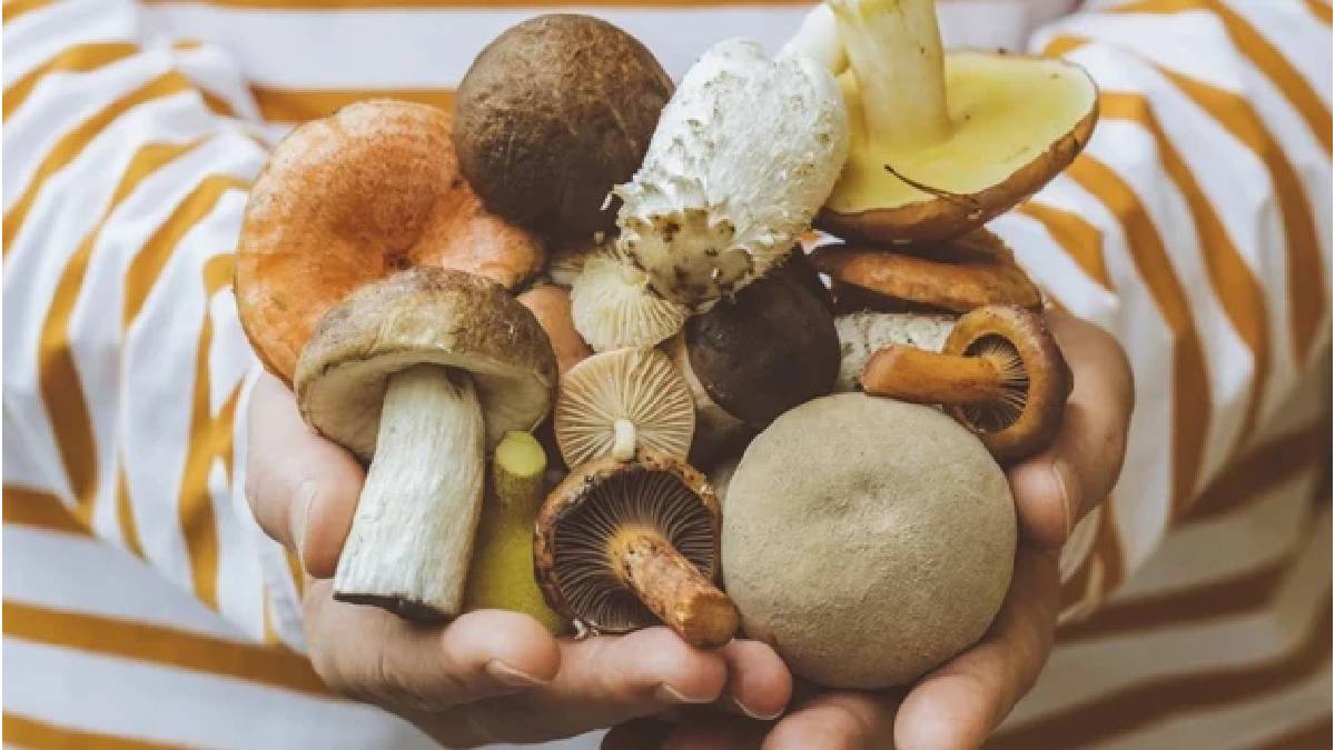 Gençliğin sırrı mantarda mı? Yaşlanmayı yavaşlatan o madde bulundu!