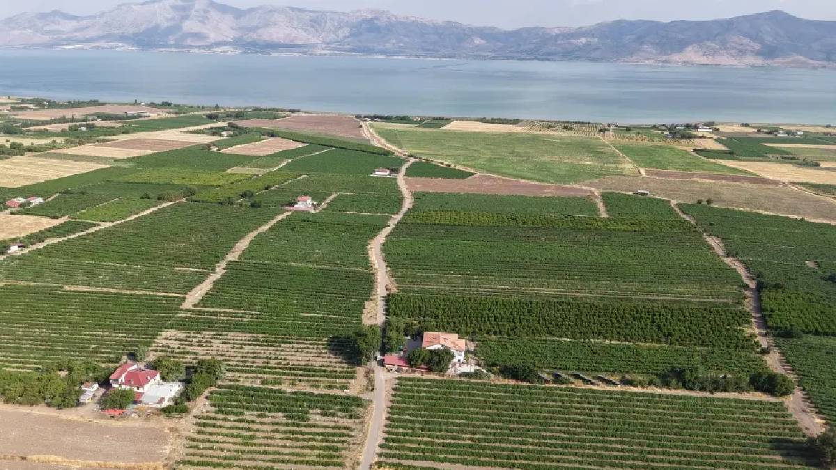 85.000 ton rekolte bekleniyor! 2025’te don vuran ürün bu yıl verimi artırdı