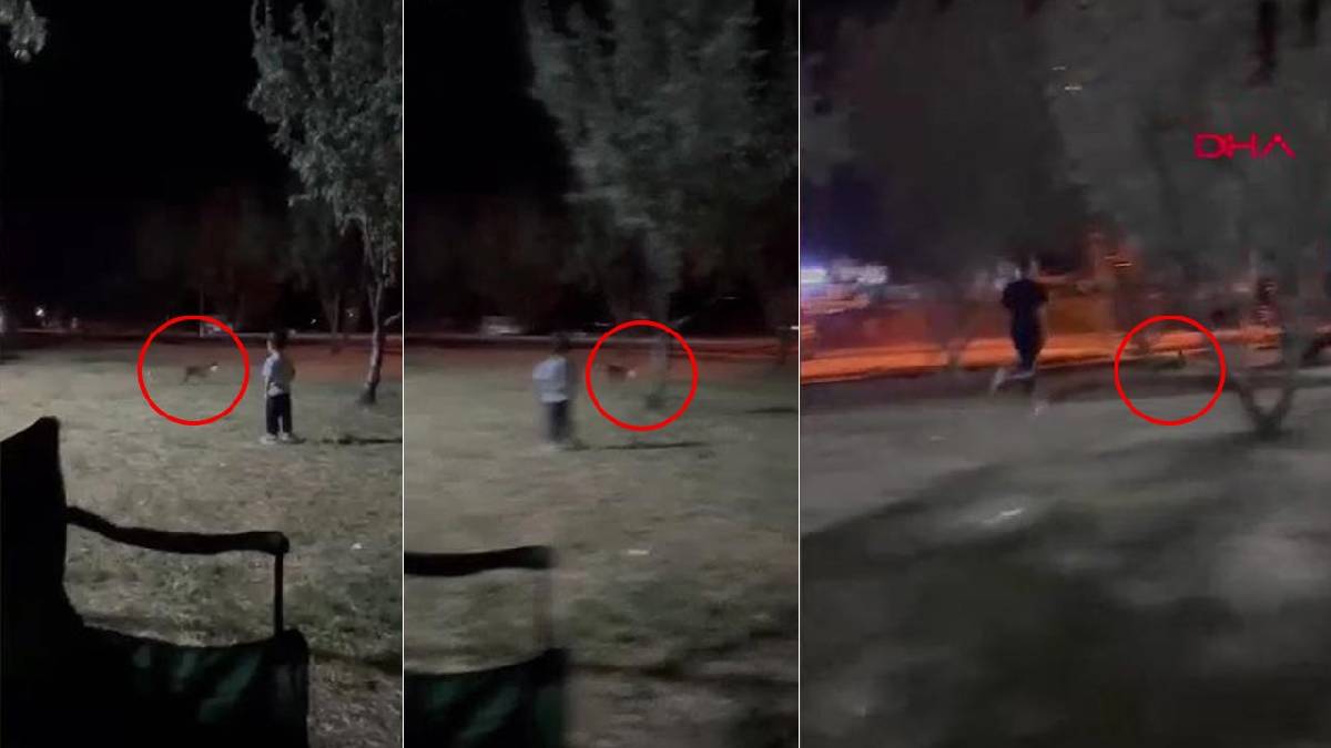 Çanakkale'de gülümseten anlar: Küçük Demir attı, tilki topu alıp kaçtı