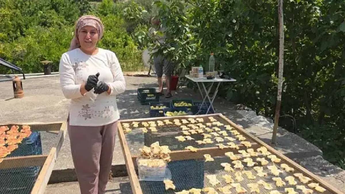 Mersin’de 90.000 rekolteli hasat başladı! Yaşı 200 kurusu 800 TL’den satılıyor