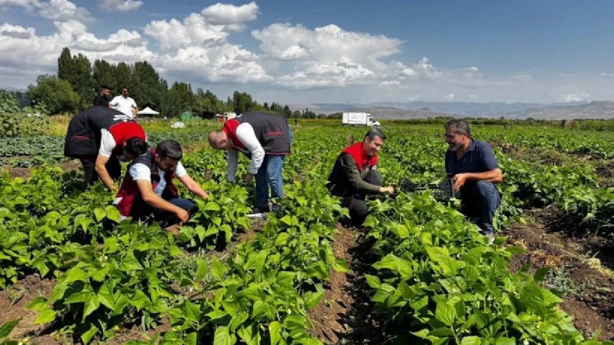 Ağrı’da üreticiye örnek bostan! 30 dönümde sebze, meyve ve tahıl aynı toprakta yetişiyor