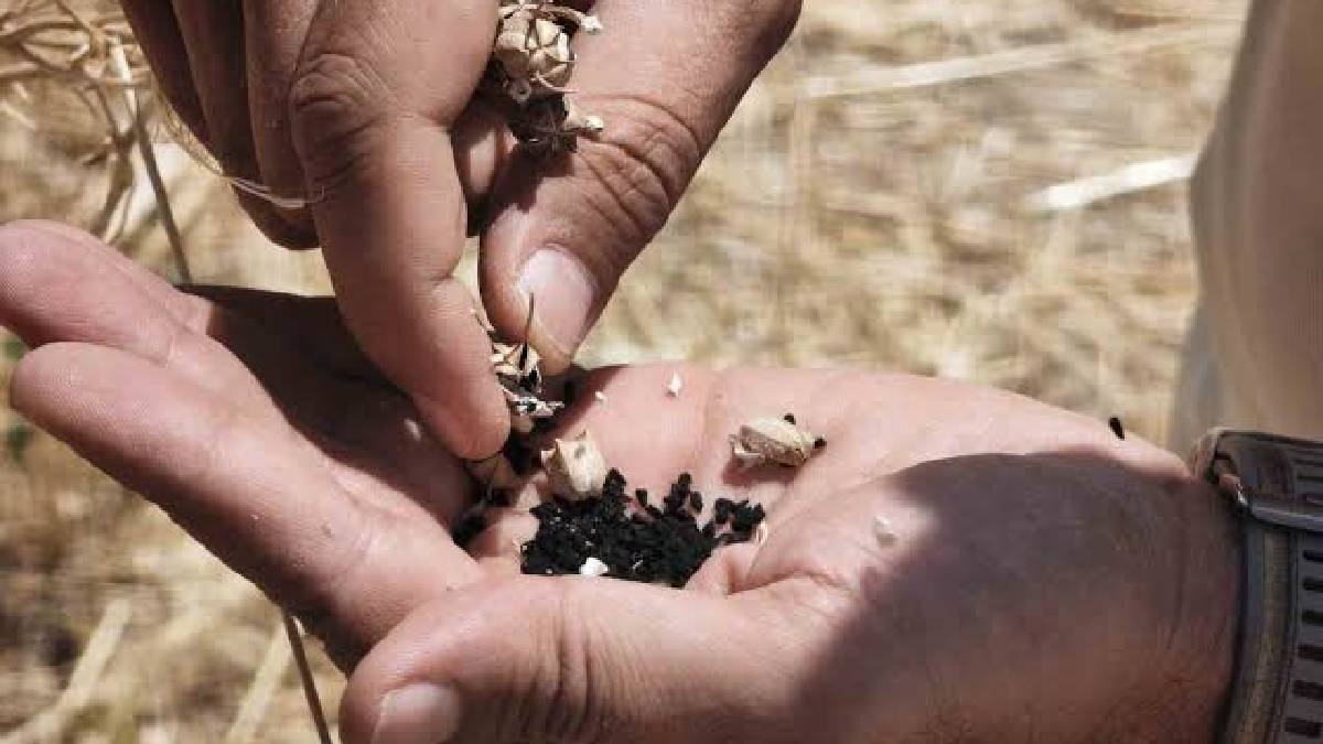 Ankara’da her derde deva mucizevi hasat! 10 dönüme deneme ekimiyle başladı 800 dönüme çıktı