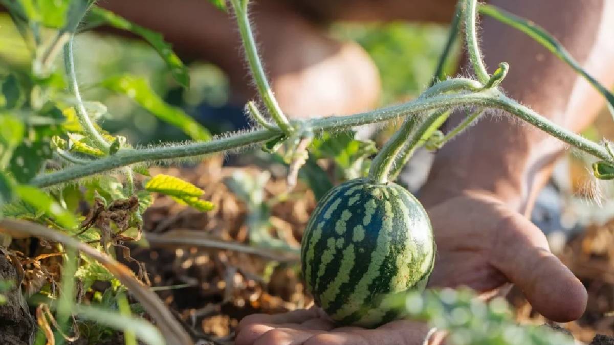 Türkiye ısındı, yağış azaldı: 53 tarım ürünü yüksek risk grubunda