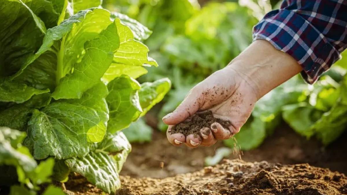 Tarlaya kot pantolon gömüyorlar: Toprağın sağlığı bu yöntemle ölçülüyor