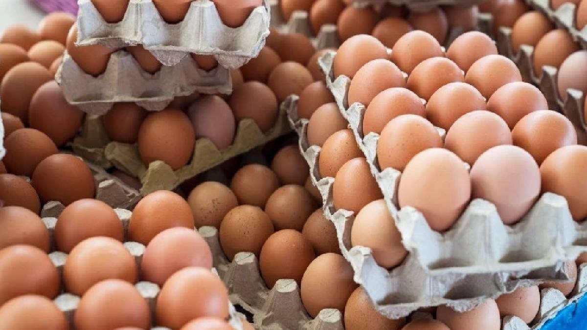 Salmonella şüphesi büyüdü: Milyonlarca yumurtada risk seviyesi yükseltildi
